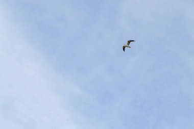 Bulutlu havalarda gökyüzünde uçan kuş martı