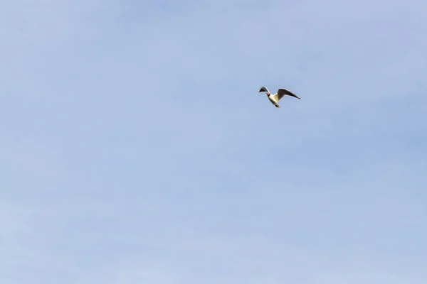 Pássaro Gaivota Voando Céu Tempo Nublado — Fotografia de Stock