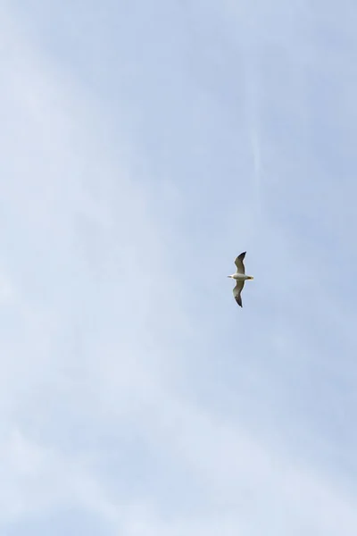 Aves Gaviota Volando Cielo Tiempo Nublado — Foto de Stock