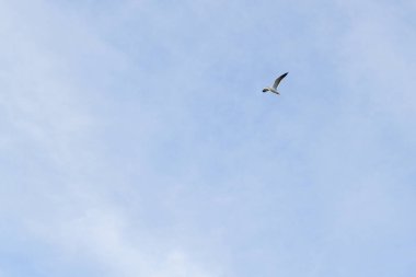 Bulutlu havalarda gökyüzünde uçan kuş martı