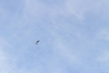 Bulutlu havalarda gökyüzünde uçan kuş martı