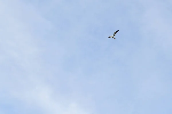 Fågel Måsen Flyger Himlen Molnigt Väder — Stockfoto