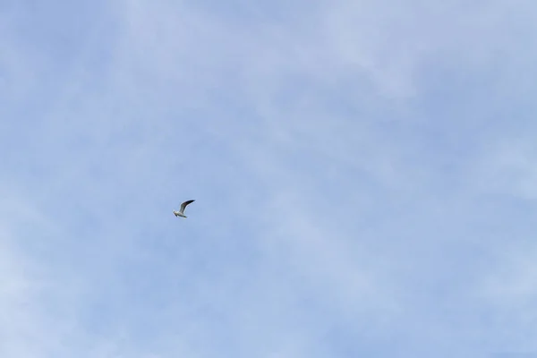 多云天气下在天空飞翔的鸟海鸥 — 图库照片
