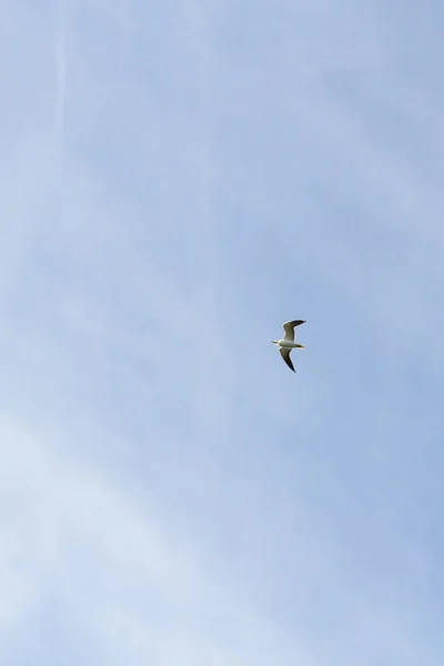 Ptak Mewa Latające Niebie Pochmurna Pogoda — Zdjęcie stockowe