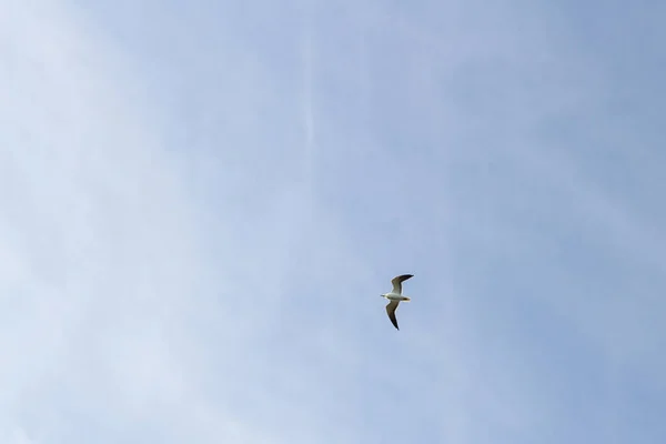 Bulutlu Havalarda Gökyüzünde Uçan Kuş Martı — Stok fotoğraf