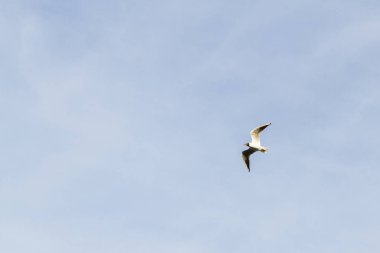 Bulutlu havalarda gökyüzünde uçan kuş martı