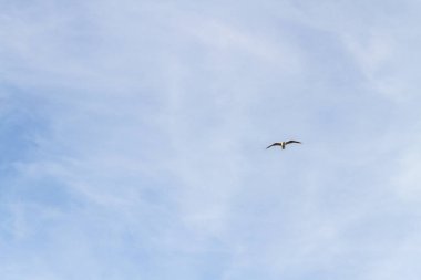 Bulutlu havalarda gökyüzünde uçan kuş martı