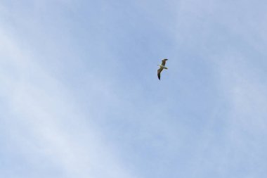 Bulutlu havalarda gökyüzünde uçan kuş martı