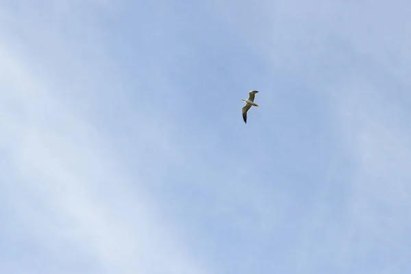 Pássaro Gaivota Voando Céu Tempo Nublado — Fotografia de Stock