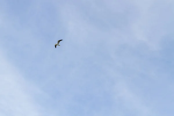 Птица Чайка Летит Небе Облачную Погоду — стоковое фото