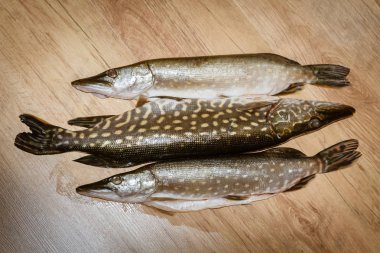 Taze balık pike bir ahşap arka plan üzerinde yalan yakaladı