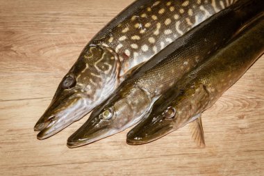 Taze balık pike bir ahşap arka plan üzerinde yalan yakaladı