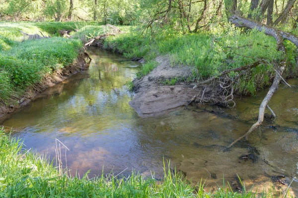 Petite Rivière Dans Forêt Fin Printemps — Photo