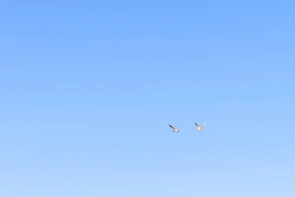 Две Утки Летят Голубом Небе Поздней Весной — стоковое фото
