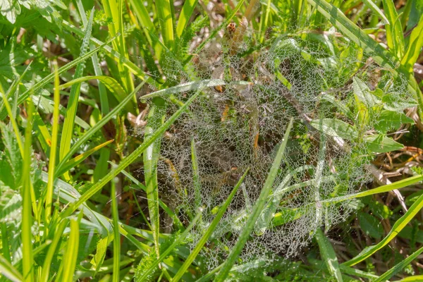 Павутинна Мережа Росі Зеленій Траві Наприкінці Весни — стокове фото