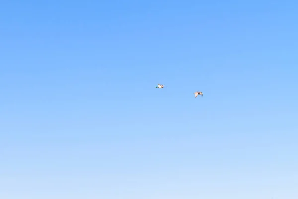 Zwei Enten Fliegen Späten Frühling Den Blauen Himmel — Stockfoto