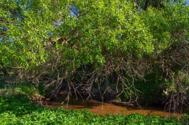 Geç ilkbaharda ormandaki küçük nehir