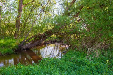 Geç ilkbaharda ormandaki küçük nehir