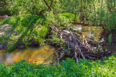 Kunduzlar twigs orman nehir orman içinde bir baraj inşa etmişlerdir