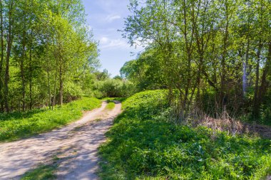 Moloz güneşli bir bahar orman boyunca yoldan