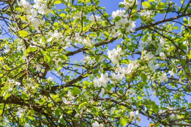 Ağaç beyaz çiçekler baharda çiçeklenme
