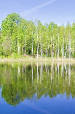 Beyaz ince huş ağaçları orman göl ilkbaharda büyümeye