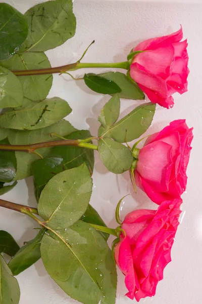 Duże Piękne Różowe Róże Leżą Wodzie — Zdjęcie stockowe