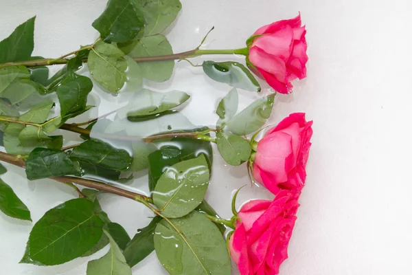Grandes Rosas Rosadas Hermosas Yacen Agua —  Fotos de Stock