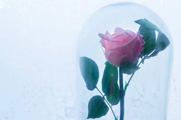 Rosa rosa en una bombilla de vidrio en el fondo de la ventana congelada —  Fotos de Stock