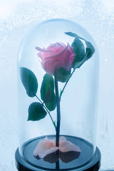 Розовая роза в стеклянной лампочке на фоне замерзшего окна — стоковое фото
