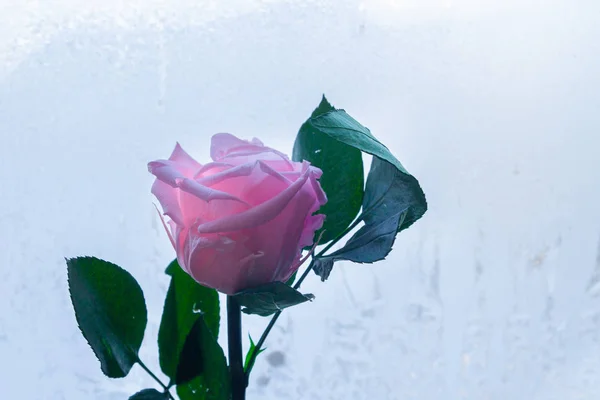 Piękna róża różowy na tle okna mrożone — Zdjęcie stockowe
