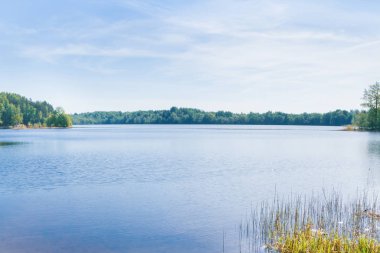 Açık havada bahar gölde büyük orman
