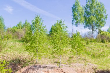 Genç w baharda yeşile beyaz huş ağaçları ince