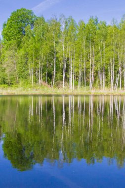 Beyaz ince huş ağaçları orman göl ilkbaharda büyümeye