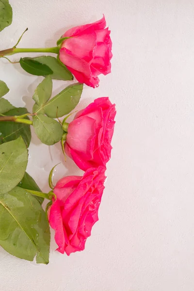 Duże Piękne Różowe Róże Leżą Wodzie — Zdjęcie stockowe