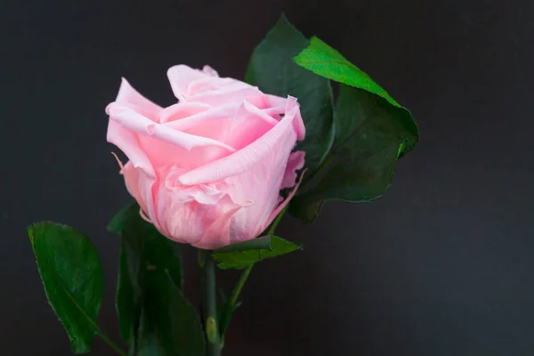 Una Hermosa Rosa Rosada Flor Sobre Fondo Negro —  Fotos de Stock