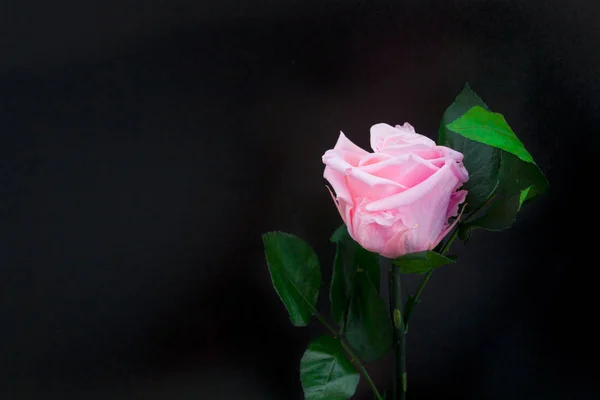 Одна Красивая Цветущая Розовая Роза Черном Фоне — стоковое фото