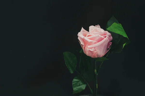 Uma Rosa Florescente Bonita Aumentou Fundo Preto — Fotografia de Stock