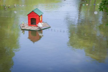 Bir kuğu su için kırmızı ahşap ev
