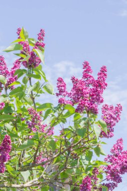Açık havada bahar çiçek açan güzel leylak