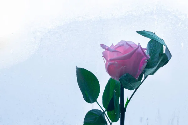 Rosa bonita rosa no fundo da janela congelada — Fotografia de Stock