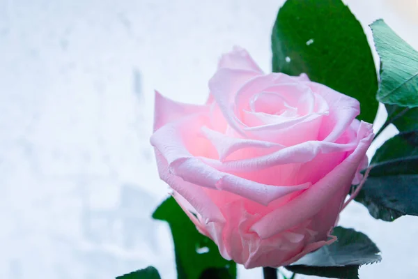 Hermosa rosa rosa en el fondo de la ventana congelada —  Fotos de Stock