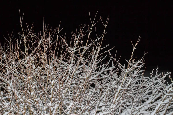 Wood Bush en la noche de invierno en la nieve — Foto de Stock