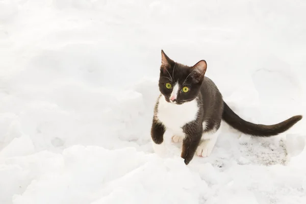화이트에 겨울에 길거리에서 흑인과 백인 젊은 고양이 산책 — 스톡 사진