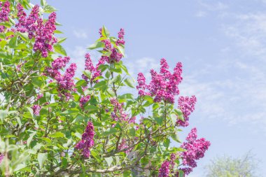 Açık havada bahar çiçek açan güzel leylak