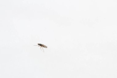 Kışın kar üzerinde canlı bir böcek