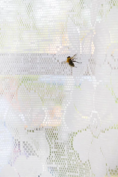 Uma mosca senta-se em uma cortina branca na janela — Fotografia de Stock