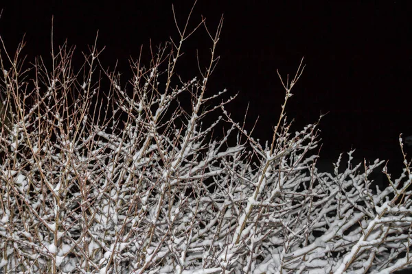 Wood Bush en la noche de invierno en la nieve — Foto de Stock