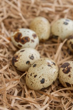 Bıldırcın benekli yumurta saman şeklinde kağıt şeritler üzerinde yalan