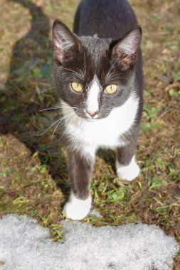 Genç siyah ve beyaz kedi erken baharda sokakta yürüyor